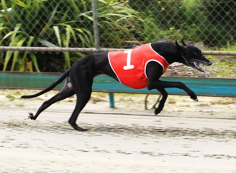 Greyhound kennels clearance near me